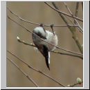 Aegithalos caudatus - Schwanzmeise 09.jpg